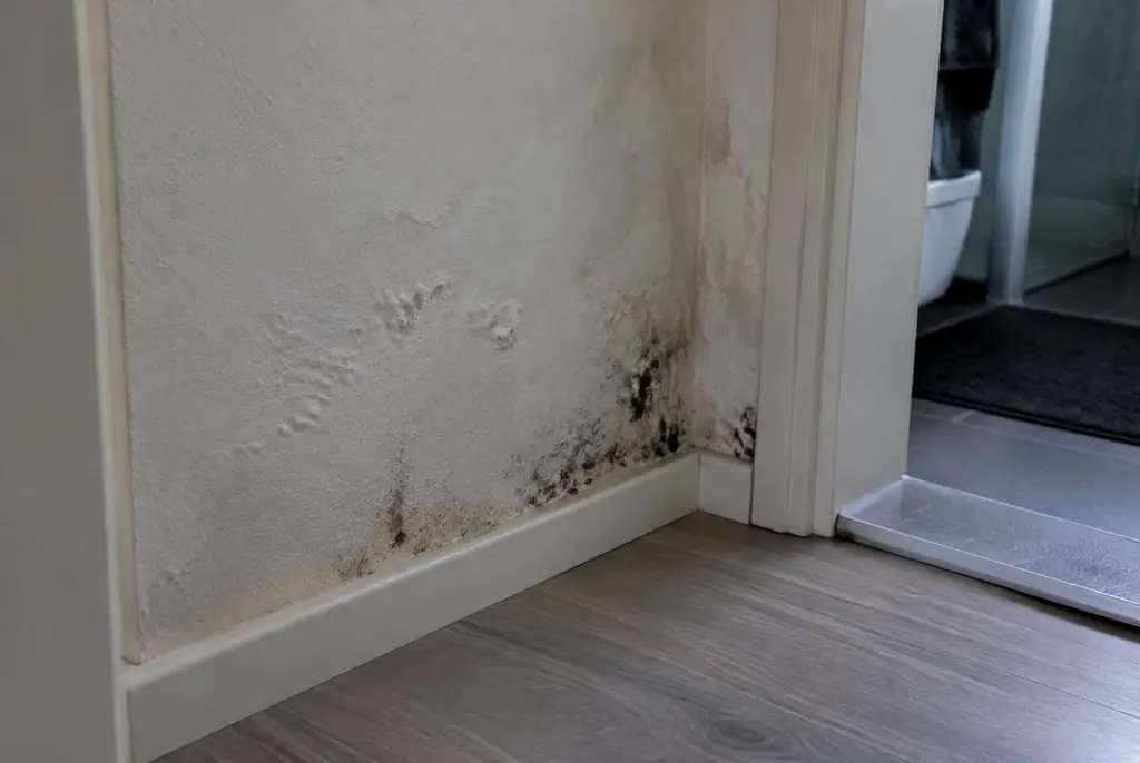 Lekdetectie Alkmaar – vochtplek met schimmel op een muur
